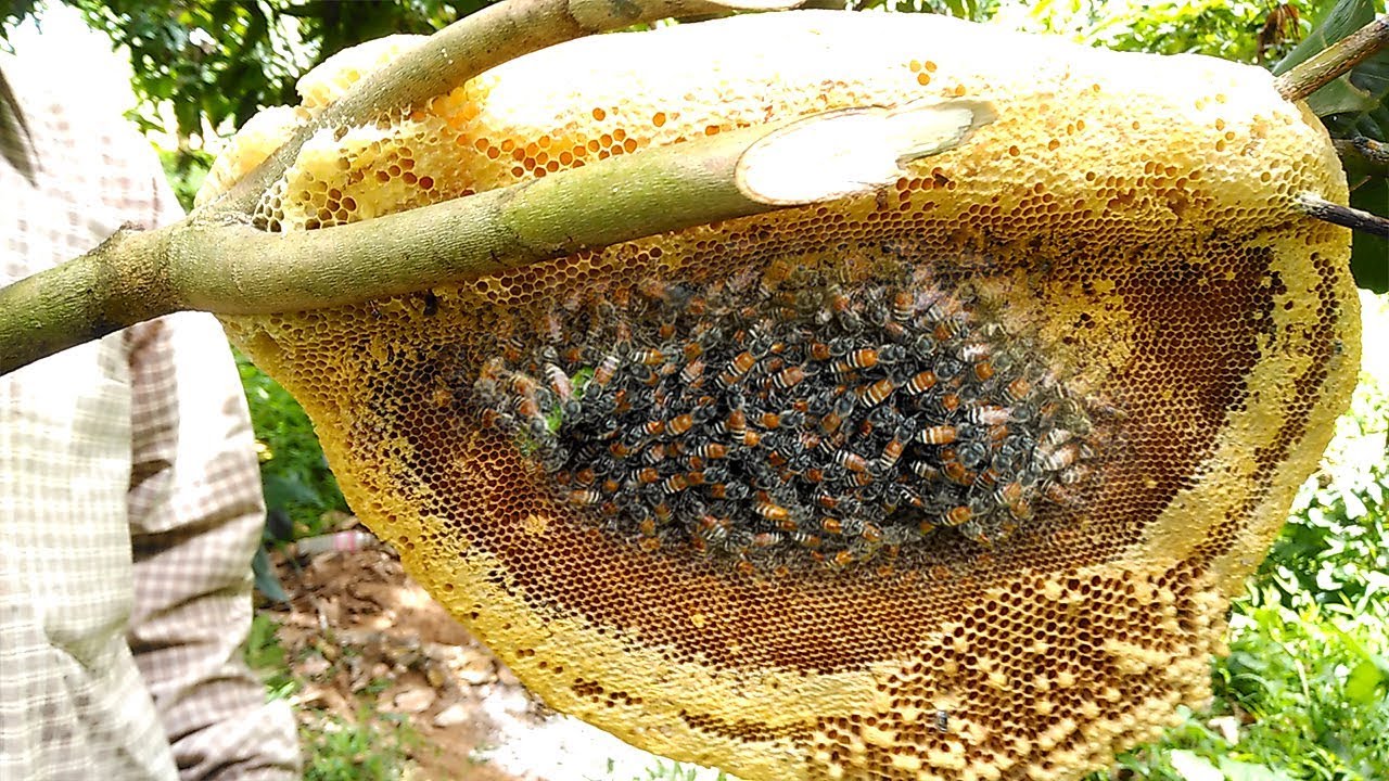 Bees Unlimited Day Tours